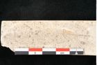 Foto (Detailansicht) von Olea noti Unger (NHMW-GEO-2024-0188-8151)
